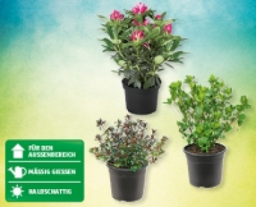 Rhododendron/Azaleen