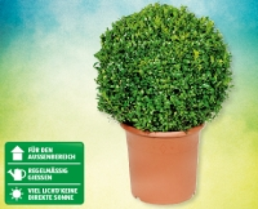 Buchsbaumkugel CHF 12.99