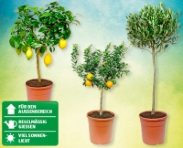 GARDENLINE® Mediterranes Stämmchen