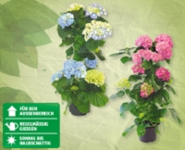 Hortensien-Pyramiden CHF 9.99