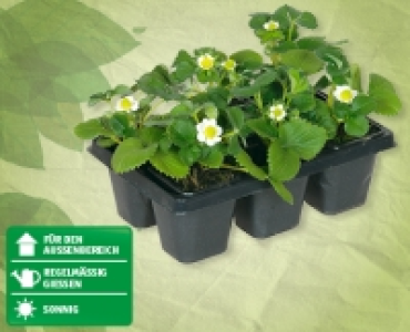 Erdbeerpflanzen