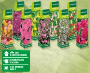 GARDENLINE® Exklusive Beetpflanze