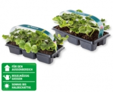 GARDENLINE® Pelargonien Zonale