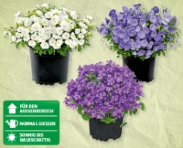 Campanula CHF 3.99