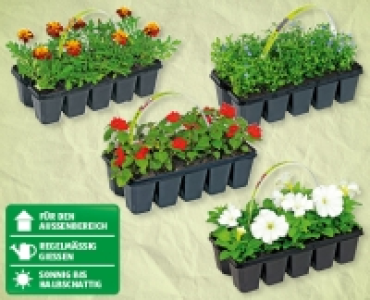 Beetpflanzen CHF 1.99