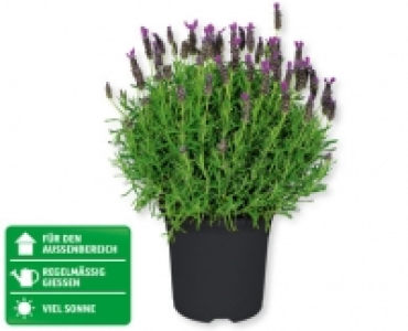 Lavendel CHF 5.99