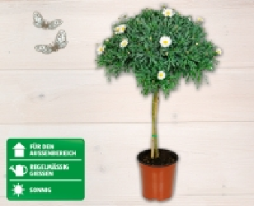 Margeritenstämmchen CHF 8.99