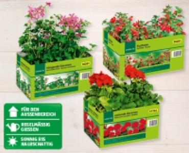 GARDENLINE® Beet-/Balkonpflanzen CHF 3.99