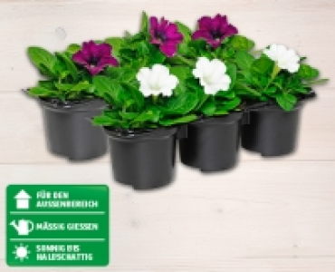 Petunien CHF 2.49