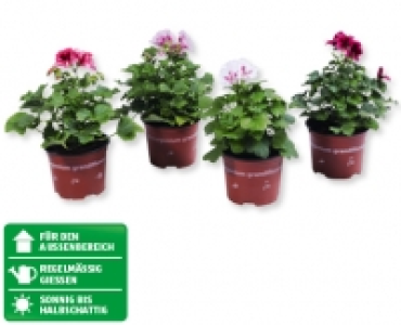 Pelargonium grandiflorum CHF 2.49