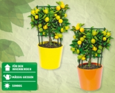 Mediterrane Pflanzen CHF 9.99