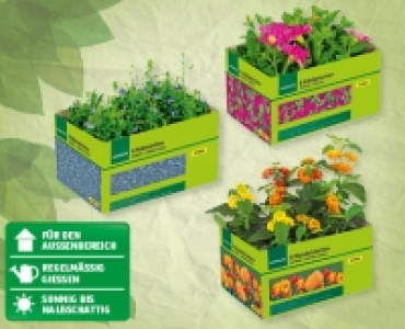 GARDENLINE® Balkon-/Kübelpflanzen