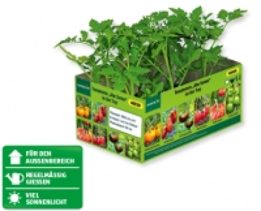 Tomaten Mix