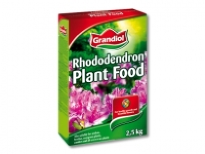 Rhododendrondu&Igrave;&circ;nger
