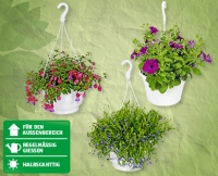 Aldi Suisse  Blühende Ampelpflanzen