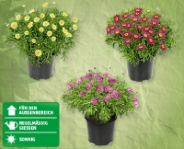 Bunte Margeriten