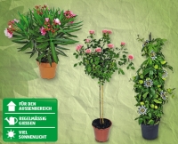Aldi Suisse  GARDENLINE® Balkon-/Terrassenpflanze