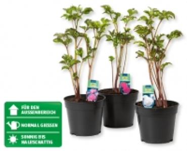 Pfingstrose CHF 3.99