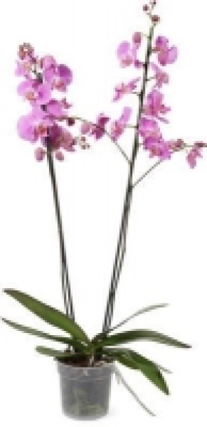 Phalaenopsis mit 2 Rispen