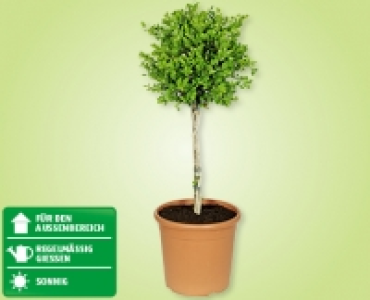 Toscana-Stämmchen CHF 19.99