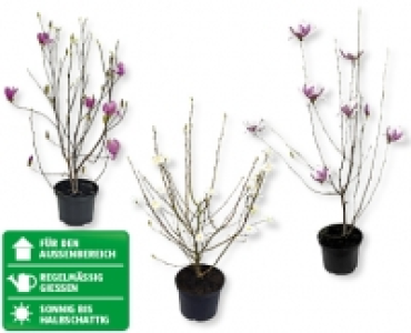 Magnolie CHF 7.99