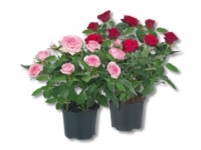 Topfrosen CHF 2.99