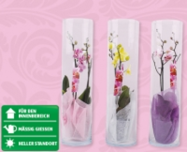 Phalaenopsis im Zylinderglas