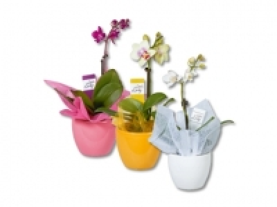 Phalaenopsis Little Lady CHF 9.99