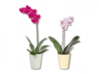 Phalaenopsis in Julia Keramik