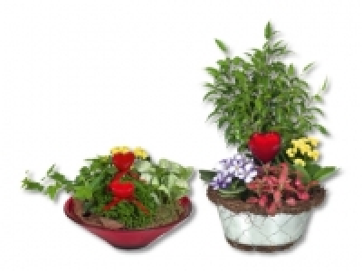 Bepflanzte Muttertagsschale