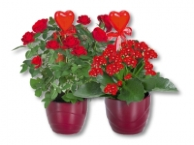 Topfrosen und Kalanchoe in Keramik CHF 4.99
