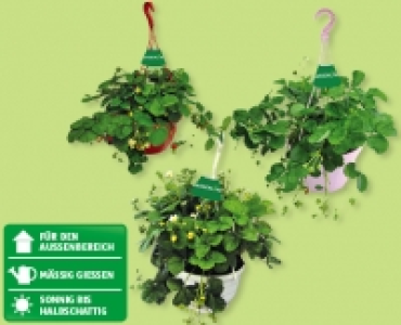 GARDENLINE&reg; Erdbeerampel CHF&nbsp;6.99
