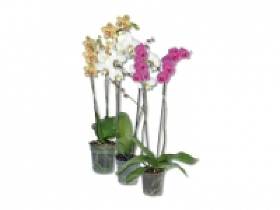 Phalaenopsis 2-Stieler CHF 7.99
