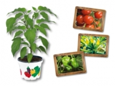 Gem&uuml;sepflanzen CHF&nbsp;1.99