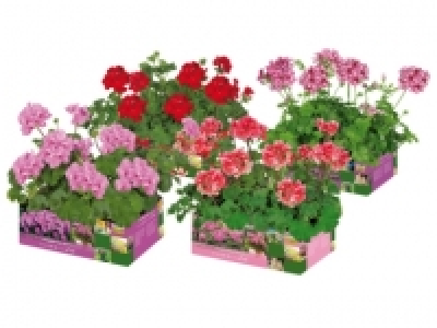 Geranien stehend/ h&auml;ngend CHF&nbsp;3.99