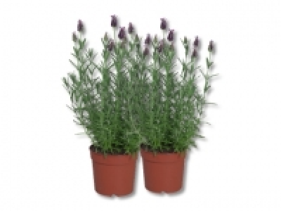 Lavendel stoechas CHF 3.49