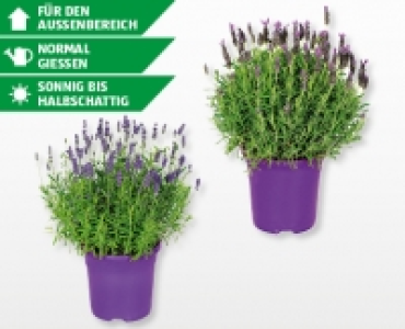 Lavendel CHF 3.99