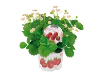 Erdbeerpflanzen CHF 1.79