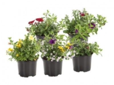 Blühtrio CHF 2.49