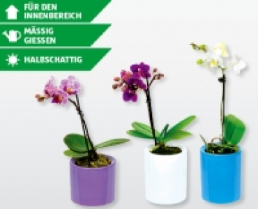 Mini-Phalaenopsis CHF 4.99