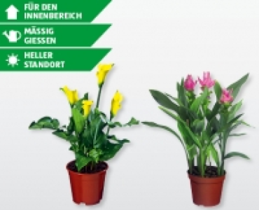 Exotische Bl&uuml;hpflanzen