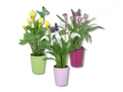 Calla im Keramikübertopf CHF 6.99