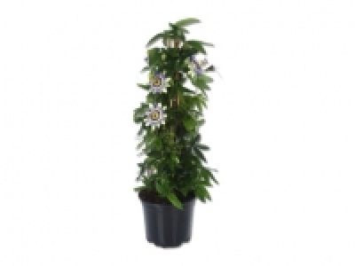 Passiflora Pyramide CHF 9.99