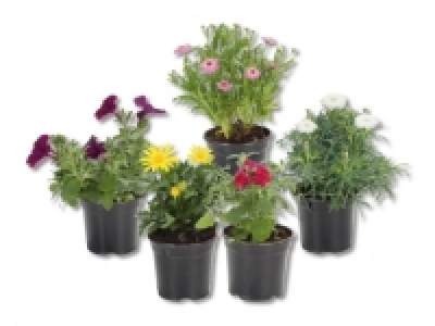 Beetpflanzenmix CHF 1.29