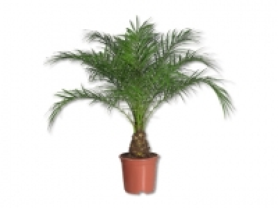 Zwergdattelpalme
