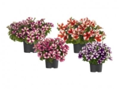 Petunien zweifarbig CHF 1.99