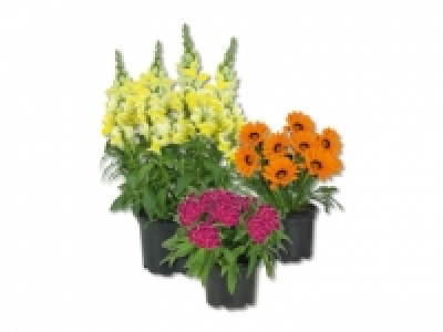 Staudenmix CHF 2.79