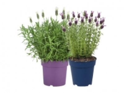 Lavendel stoechas Anouk