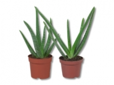 Aloe Vera CHF 2.99