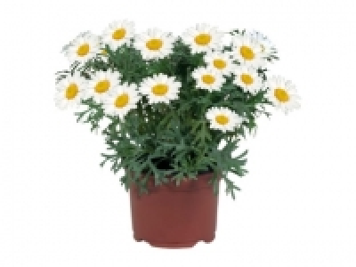 Margerite CHF&nbsp;1.79